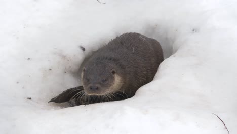 Curious-little-otter-surfacing-out-of-frozen-hole-in-the-thick-ice---Medium-close-up-slow-motion-shot