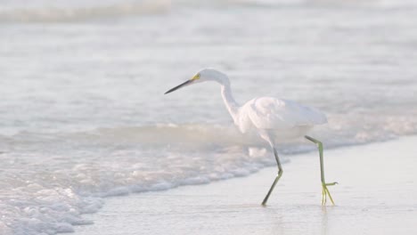 white-egret-walking-along-beach-shore-into-ocean-looking-for-food-slow-motion