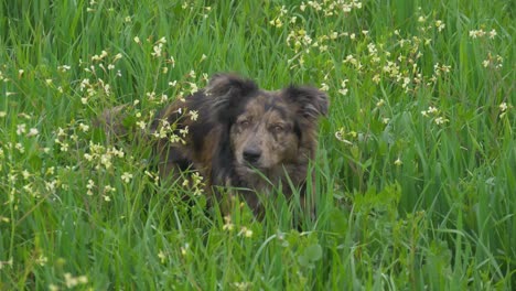 Border-Collie-Hund-Springt-In-Das-Hohe-Gras-Eines-Wilden-Feldes