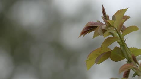 Plant-leaves-moving-in-the-wind-in-Poland,-slow-motion-close-up-static-shot