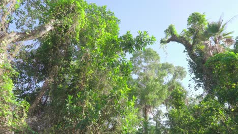 Südflorida-Tropische-Hartholzhängemattenbäume-Landschaftsspaziergang-Mit-Blauem-Himmel