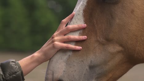 Closeup-of-hand-caressing-a-light-brown-and-white-horse-head-in-farm-at-day-slow-motion-and-60fps