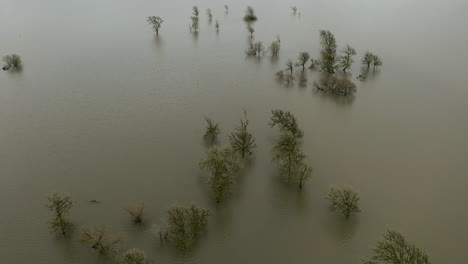 Trees-on-flooded-pasture,-global-warming-climate-change-concept