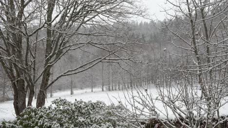 Snow-falling-on-a-forest-landscape-with-trees-in-winter