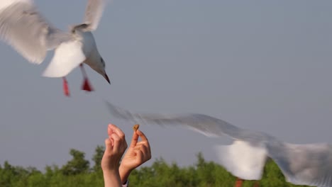 Seagulls-Feeding