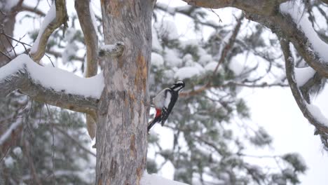 Pájaro-Carpintero-Manchado-Medio-Sueco-Buscando-Comida-En-Un-árbol-Forestal-Nevado---Largo-Tiro-Medio