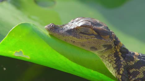 Baby-Alligator,-Der-Auf-Der-Seite-Des-Windigen-Seerosenblatts-Ruht