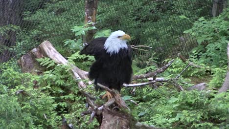 Adult-Bald-eagle-sitting-on-a-tree-trunk-in-Alaska