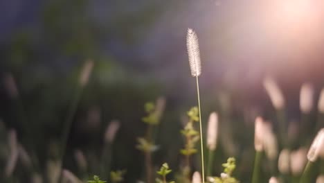 Beautiful-bengal-grass-flowers-blowing-in-the-wind-in-the-morning
