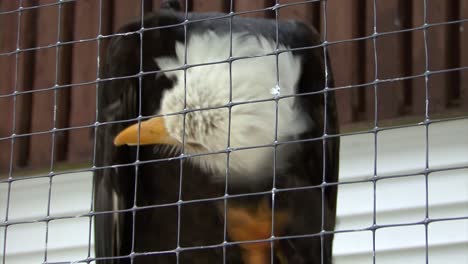 Weißkopfseeadler-In-Gefangenschaft,-Der-Sich-Am-Kopf-Kratzt