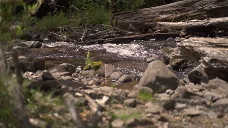 Rack-focus-small-quiet-brook-with-stones-and-vegetation-in-forest-Slow-Motion-60fps