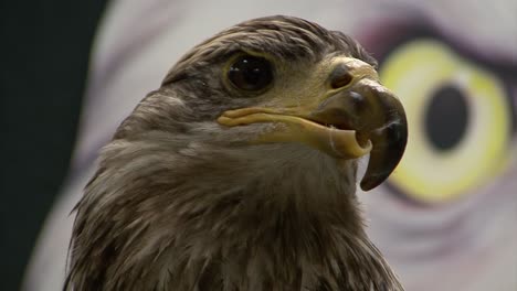 Close-up-of-a-young-Bald-eagle-with-a-beak-malformation