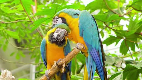 Supersüßes-Exotisches-Brasilianisches-Papageien-kakapo-vogelpaar-Auf-Einem-Baumast,-Das-Sich-Küsst-Und-Streichelt-Und-Liebe-Gibt-Bunter-Südamerikanischer-Vogel,-Der-Warme-Subtropische-Lebensraumtiere-Des-Dschungels-Reist