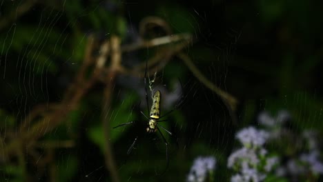 Araña-De-Madera-Gigante,-Nephila,-Parque-Nacional-Kaeng-Krachan,-Tailandia