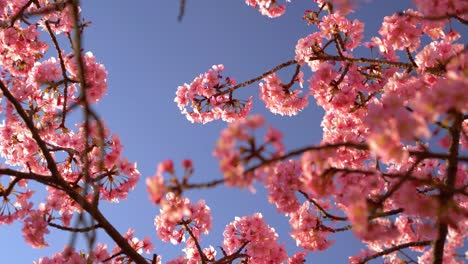 Unglaublich-Rosa-Sakura-kirschblüten-Gegen-Den-Blauen-Himmel,-Der-Langsam-Im-Wind-Weht