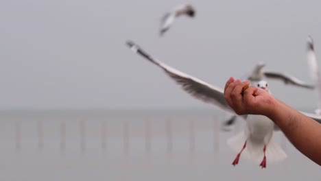 Seagull-flying-towards-a-man's-Snatching-some-food-at-Bang-Pu-Recreation-Center,-Samut-Prakan,-Thailand