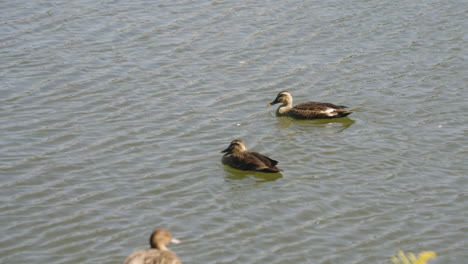 A-Pair-Of-Northern-Pintail-Ducks-Swimming-On-A-Lake-Near-Tokyo,-Japan---high-angle-shot