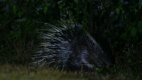 Malayan-Porcupine,-Hystrix-brachyura