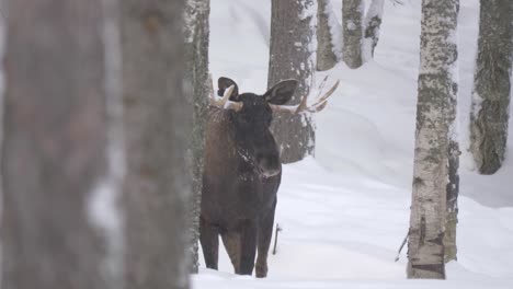 Big-male-Moose-lurking-in-the-distance-hidden-among-the-snowed-Forest---Long-wide-slow-motion-shot