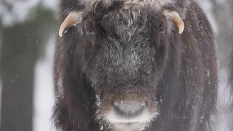 Cute-Yearling-Muskox-calf-in-cold-forest-under-gentle-winter-snowfall---Portrait-Close-up-slow-motion-shot