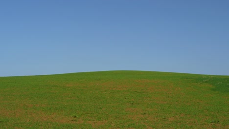 Schönes-Grünes-Feld,-Das-Gerade-Mit-Blauem-Himmel-Und-Bäumen-Im-Hintergrund-Und-In-Den-Bergen-Gesät-Wurde