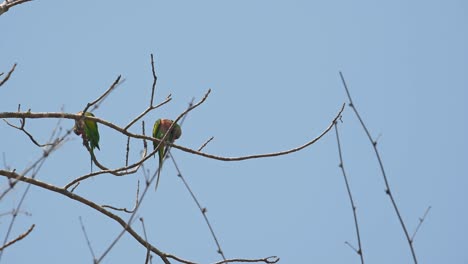 Red-breasted-Parakeet,-Psittacula-alexandri,-Huai-Kha-Kaeng-Wildlife-Sanctuary,Thailand