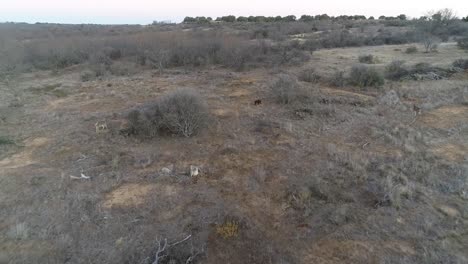 Aerial-video-of-White-tailed-deer-and-wild-hogs-on-a-ranch-in-Texas