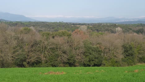Schönes-Grünes-Feld,-Das-Gerade-Mit-Blauem-Himmel-Und-Bäumen-Im-Hintergrund-Und-In-Den-Bergen-Gesät-Wurde