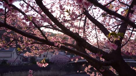 Impresionantes-Vistas-De-Los-Cerezos-En-Flor-De-Sakura-Al-Atardecer---Toma-Deslizante