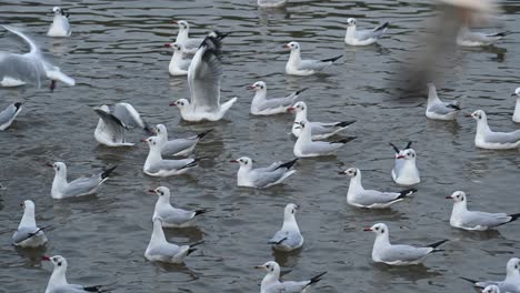 A-flock-of-Seagulls-feasting-on-food-thrown-at-them-while-floating-on-the-water-in-Bang-Pu-Recreation-Center,-Samut-Prakan,-Thailand