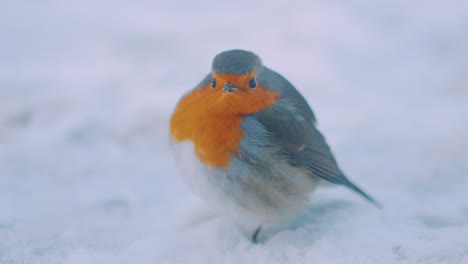 European-robin-in-snowy-ground,-Veluwe-National-Park,-Netherlands,-close-up