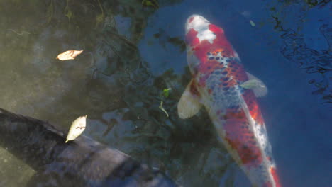 Colorful-Koi-Fish-Swimming-In-Clear-Pond-Water-At-The-Park-In-Tokyo