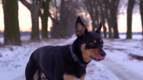 Cute-black-and-tan-kelpie-dog-turns-his-head-towards-camera-and-licks-his-nose