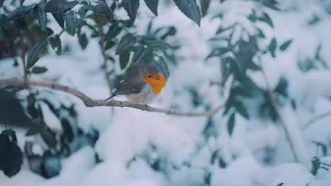European-Robin-Perched-In-A-Tree-Branch-In-Winter---close-up-shot
