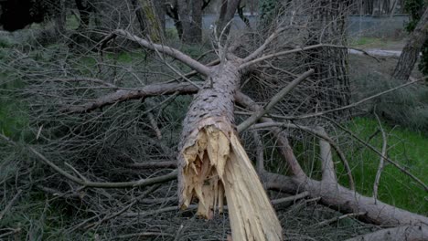 árboles-Caídos-En-El-Parque-Más-Grande-De-Madrid-Casa-De-Campo-Después-De-La-Ventisca-De-Nieve-Filomena-En-Enero-De-2021-Con-500-Mil-árboles-Afectados