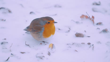 Puffed-Up-Robin-Standing-On-Snow-Covered-Ground