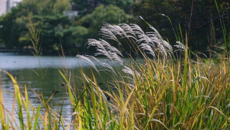 Silvergrass---Miscanthus-On-The-Bank-Of-River-Swaying-In-The-Wind-At-Summer-In-Tokyo,-Japan