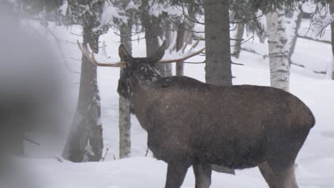Big-horned-Moose-fleeing-quickly-through-snow-capped-winter-forest---Medium-slow-motion-tracking-shot