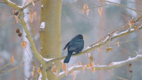 Common-Blackbird-Male-Sitting-on-Tree-Branch-in-Winter,-Slow-Motion-Close-Up