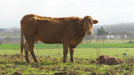 cattle-mother-with-her-newborn-daughter-lying-on-the-ground-dairy