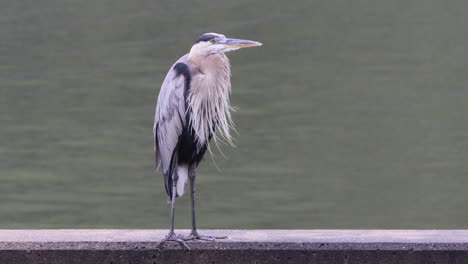 A-gray-heron-sitting-in-the-rain-and-watching-the-world