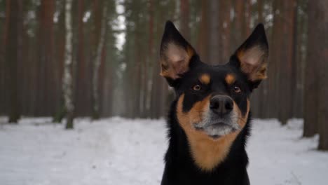 Süßer-Hund,-Der-Seinen-Kopf-In-Richtung-Der-Kamera-Dreht-Und-Seine-Nase-Leckt