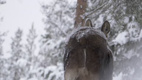 Large-Moose-shrouded-in-white-misty-snow-wandering-Winter-forest---Backview-medium-slow-motion-shot