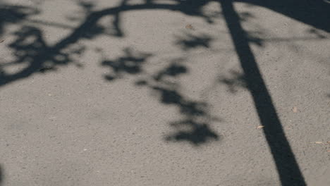 Concrete-Ground-With-Tree-Branches-Shadow-On-Sunny-Afternoon-Breeze-In-Tokyo,-Japan