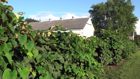 Grape-vines-blowing-in-the-breeze-on-a-beautiful-summer-day-in-the-rural-countryside