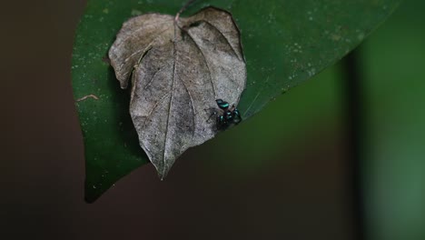 Araña-Saltadora,-Thiania-Bhamoensis,-Kaeng-Krachan,-Tailandia