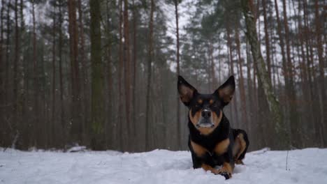 Black-and-tan-australian-kelpie-dog-lying-in-a-snowy-forest-and-looking-intensively-at-the-camera