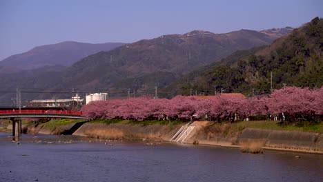 View-out-on-Kawazu-Sakura-trees-and-river-in-Kawazu-City,-Shizuoka,-Japan