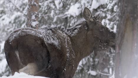 Roamer-Moose-covered-in-snow-trampling-through-frozen-winter-forest---Medium-slow-motion-shot