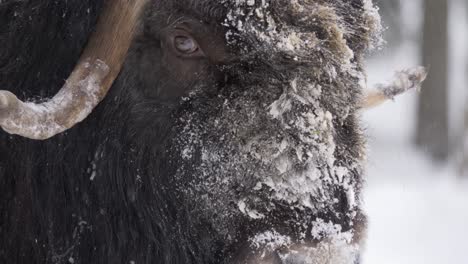 Fuzzy-frozen-Musk-Ox-under-snowfall-licking-his-snout-in-Winter-forest---Portrait-close-up-long-shot